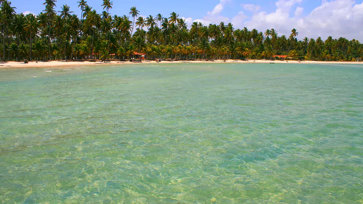 Coqueiral e água clara na Praia dos Carneiros, em Tamandaré